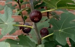 Chicago Cold Hardy Fig (Single Trunk Tree Form) - 5 Gallon Pot -Wilson Bros Garden Fig Chicago Cold Hardy 10