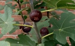 Chicago Cold Hardy Fig Tree - 3 Gallon Pot 10 Chicago Cold Hardy Fig Tree - 3 Gallon Pot -Wilson Bros Garden Fig Chicago Cold Hardy 5