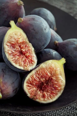 Chicago Cold Hardy Fig Tree - 3 Gallon Pot (SALE)