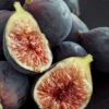 Chicago Cold Hardy Fig Tree - 2 Gallon Pot -Wilson Bros Garden Fig Chicago Cold Hardy Rev 2 500x750 2