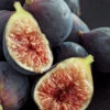 Chicago Cold Hardy Fig Tree - 1 Gallon Pot 1 Chicago Cold Hardy Fig Tree - 1 Gallon Pot -Wilson Bros Garden Fig Chicago Cold Hardy Rev 2 500x750 8