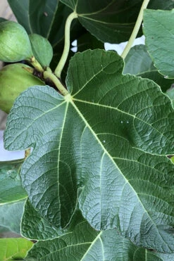 Italian Honey Fig Tree (Ficus Carica 'Lattarula') - 1 Gallon Pot -Wilson Bros Garden Fig Ischia 3