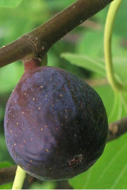 LSU Purple Fig Tree - 3 Gallon Pot 3 LSU Purple Fig Tree - 3 Gallon Pot