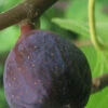 LSU Purple Fig Tree - 1 Gallon Pot -Wilson Bros Garden Fig LSU Purple 500x750 2