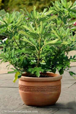 Little Ruby Dwarf Fig Tree - 3 Gallon Pot -Wilson Bros Garden Fig Little Miss Figgy 1