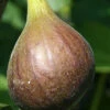 Magnolia Fig Tree - 1 Gallon Pot -Wilson Bros Garden Fig Magnolia 500x750 1