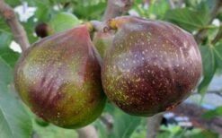 Olympian Cold Hardy Fig Tree - 2 Gallon Pot 10 Olympian Cold Hardy Fig Tree - 2 Gallon Pot -Wilson Bros Garden Fig Olympain 2 1