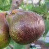 Olympian Cold Hardy Fig Tree - 2 Gallon Pot -Wilson Bros Garden Fig Olympian 1 1