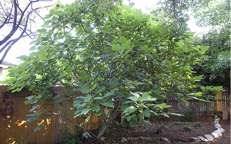 Texas Everbearing Fig Tree - 3 Gallon Pot 8 Texas Everbearing Fig Tree - 3 Gallon Pot - Image 6