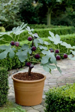Texas Everbearing Fig Tree - 6 Pack Of 1 Gallon Pots -Wilson Bros Garden Fig Texas Everbearing 13 2