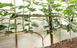 Texas Everbearing Fig Tree - 6 Pack Of 1 Gallon Pots -Wilson Bros Garden Fig Texas Everbearing 6 2