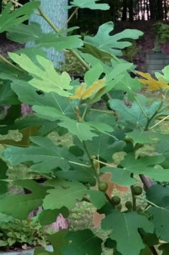 Texas Everbearing Fig Tree - 1 Gallon Pot -Wilson Bros Garden Fig Texas Everbearing 7 1