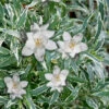 Variegated Creeping Dwarf Gardenia - 3 Gallon Pot -Wilson Bros Garden Gardenia Creeping Variegated Rev 500x750 2