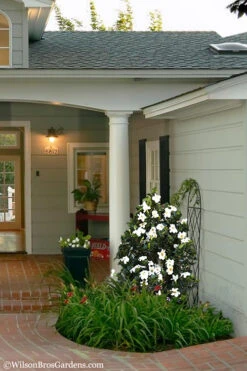 Diamond Spire Gardenia - 2 Gallon Pot -Wilson Bros Garden Gardenia Diamond Spire 5