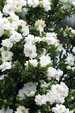 Double Mint Gardenia - 2 Gallon Pot -Wilson Bros Garden Gardenia Double Mint 2