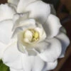 Double Mint Gardenia - 2 Gallon Pot -Wilson Bros Garden Gardenia Double Mint 5