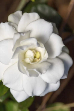 Double Mint Gardenia - 2 Gallon Pot