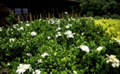 Double Mint Gardenia - 2 Gallon Pot -Wilson Bros Garden Gardenia Double Mint 8