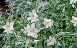 Variegated Creeping Dwarf Gardenia - 3 Gallon Pot -Wilson Bros Garden Gardenia Dwarf Radicans Variegated 3 1