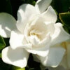 Jubilation Gardenia - 3 Gallon Pot 2 Jubilation Gardenia - 3 Gallon Pot -Wilson Bros Garden Gardenia Jubilation BS