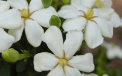 ScentAmazing Gardenia - 1 Gallon Pot -Wilson Bros Garden Gardenia Scentamazing 20