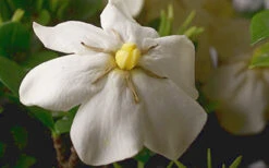 ScentAmazing Gardenia - 1 Gallon Pot -Wilson Bros Garden Gardenia Scentamazing Closeup