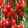 Goji Berry Plant - Lycium Barbarum - 1 Gallon Pot 1 Goji Berry Plant - Lycium Barbarum - 1 Gallon Pot -Wilson Bros Garden Goji Berry Dynamite 500x750 1