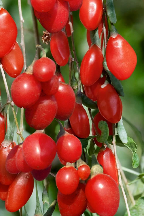 Goji Berry Plant - Lycium Barbarum - 3 Gallon Pot 3 Goji Berry Plant - Lycium Barbarum - 3 Gallon Pot