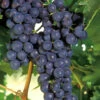 Concord Seedless Grape Vine - 1 Gallon Pot 2 Concord Seedless Grape Vine - 1 Gallon Pot -Wilson Bros Garden Grape Concord 1