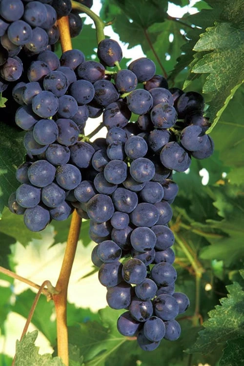 Concord Grape Vine - 2 Gallon Pot 3 Concord Grape Vine - 2 Gallon Pot