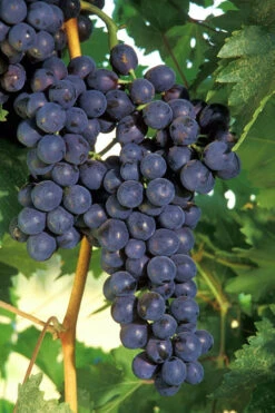 Concord Grape Vine - 2 Gallon Pot