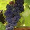 Mars Seedless Grape - 1 Gallon Pot -Wilson Bros Garden Grape Mars Seedless 500x750 2