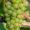 Niagara Seedless Grape Vine - 1 Gallon Pot