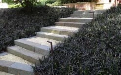 Black Mondo Grass (Ophiopogon Planiscapus 'Nigrescens') - 5 Pack Of Quart Pots 12 Black Mondo Grass (Ophiopogon Planiscapus 'Nigrescens') - 5 Pack Of Quart Pots -Wilson Bros Garden Grass Mondo Black 4