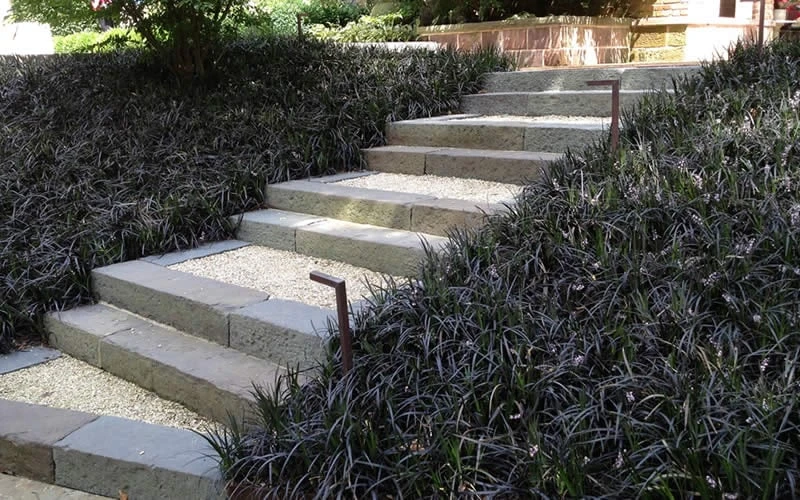 Black Mondo Grass (Ophiopogon Planiscapus 'Nigrescens') - 5 Pack Of Quart Pots 6 Black Mondo Grass (Ophiopogon Planiscapus 'Nigrescens') - 5 Pack Of Quart Pots - Image 4