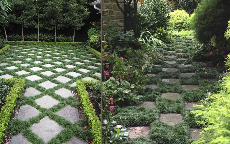 Kyoto Super Dwarf Mondo Grass - 3 Pack Of Pint Pots 8 Kyoto Super Dwarf Mondo Grass - 3 Pack Of Pint Pots - Image 6