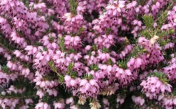 Mediterranean Pink Winter Heath (Erica Darleyensis) - 1 Gallon Pot -Wilson Bros Garden Heath Mediterranean Pink