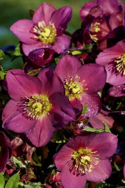 Ice N' Roses 'Red' Helleborus (Lenten Rose) - 1 Gallon Pot 14 Ice N' Roses 'Red' Helleborus (Lenten Rose) - 1 Gallon Pot -Wilson Bros Garden Helleborus Ice N Roses Red 12