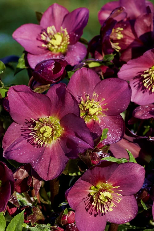 Ice N' Roses 'Red' Helleborus (Lenten Rose) - 1 Gallon Pot 8 Ice N' Roses 'Red' Helleborus (Lenten Rose) - 1 Gallon Pot - Image 6
