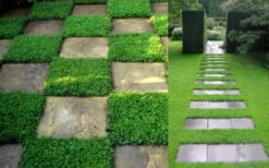 Dwarf Rupturewort Green Carpet (Herniaria Glabra) - 5 Pack Of Quart Pots -Wilson Bros Garden Herniaria Dwarf Rutpurewort 2 2