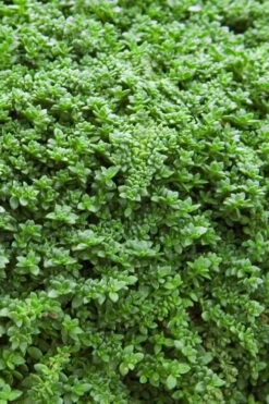 Dwarf Rupturewort Green Carpet (Herniaria Glabra) - 5 Pack Of Quart Pots -Wilson Bros Garden Herniaria Dwarf Rutpurewort 20 2