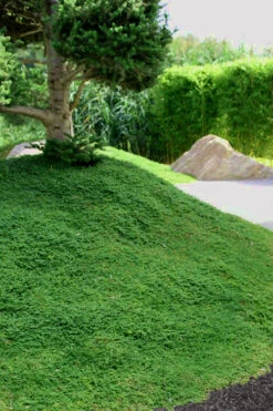 Dwarf Rupturewort Green Carpet (Herniaria Glabra) - 10 Pack Of Pint Pots -Wilson Bros Garden Herniaria Dwarf Rutpurewort 25 1