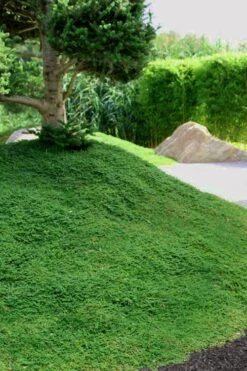 Dwarf Rupturewort Green Carpet - Herniaria Glabra - 5 Pack Of Pint Pots -Wilson Bros Garden Herniaria Dwarf Rutpurewort 25