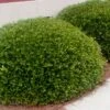 Bordeaux Dwarf Yaupon Holly - 3 Gallon Pot -Wilson Bros Garden Holly Bordeaux 10 1