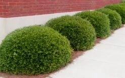 Bordeaux Dwarf Yaupon Holly - 1 Gallon Pot -Wilson Bros Garden Holly Bordeaux 11