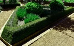 Bordeaux Dwarf Yaupon Holly - 1 Gallon Pot -Wilson Bros Garden Holly Bordeaux 12