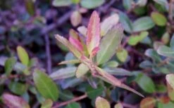 Bordeaux Dwarf Yaupon Holly - 1 Gallon Pot -Wilson Bros Garden Holly Bordeaux Dwarf Yaupon NewGrowth
