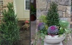 Pyramidal Compacta Japanese Holly - 3 Gallon Pot -Wilson Bros Garden Holly Compacta Pyramidal 2