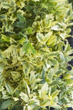 Golden Oakland Holly - 1 Gallon Pot -Wilson Bros Garden Holly Golden Oakland 1 2