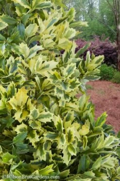 Golden Oakland Holly - 2 Gallon Pot -Wilson Bros Garden Holly Golden Oakland 2 5